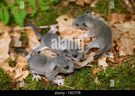 edible dormouse, youngs, (Glis glis) Stock Photo