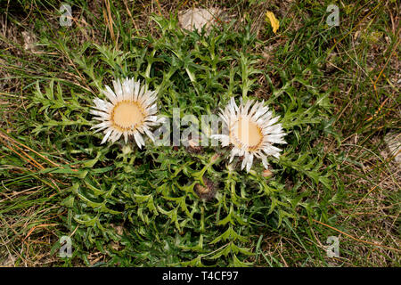 stemless carline thistle, (Carlina acaulis) Stock Photo