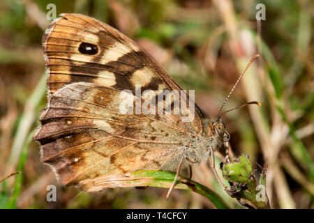 speckled wood, (Pararge aegeria) Stock Photo