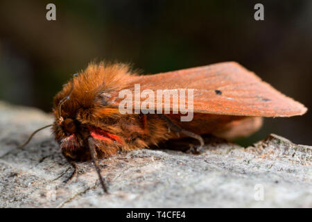 ruby tiger, (Phragmatobia fuliginosa) Stock Photo