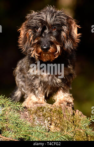 Miniature Wirehaired Dachshund Stock Photo