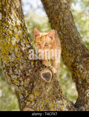 Cute red tabby cat kitten climbing playful on a tree with thick knobby branches and looking curiously, Greek island Lesvos, Greece Stock Photo