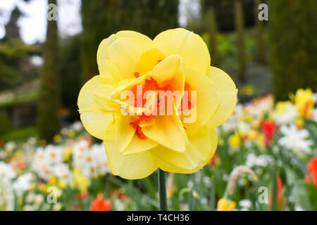 Close up view of beautiful narcissus flowers. Stock Photo