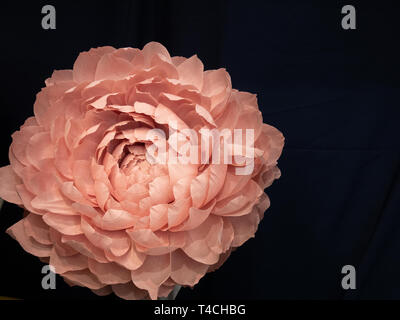 artificial pink rose or chrysanthemum flower made of paper sheets isolated cutout on black background Stock Photo