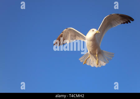 Solitary ring-billed gull (Larus delawarensis) in flight against a clear blue Florida sky. Stock Photo