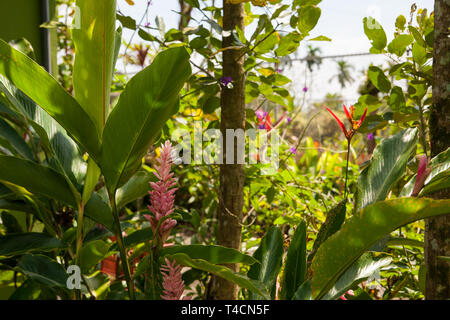 Tropical plants in garden in Costa Rica Stock Photo