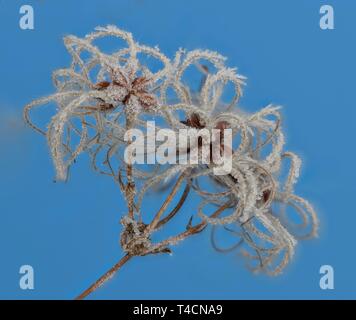 Fruit stands of the traveller #39 s joy (Clematis vitalba) with hoar frost Fruit stands of the traveller #39 s joy (Clematis vitalba) with hoar frost