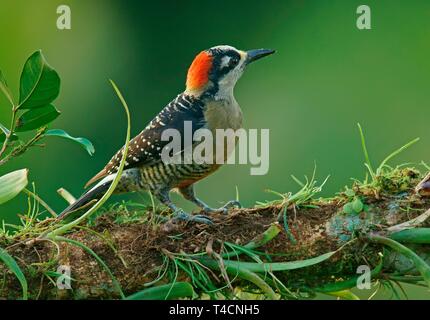 Golden-naped woodpecker (Melanerpes chrysauchen) sits on branch, Costa Rica Stock Photo