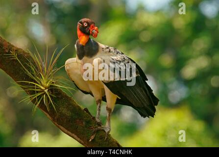 King Vulture (Sarcoramphus papa) stands on a branch, Costa Rica Stock Photo