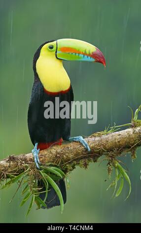 Keel-billed Toucan (Ramphastos sulfuratus), sitting on a branch in the rain, Costa Rica Stock Photo