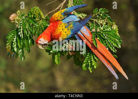 Scarlet macaw (Ara macao) hangs on a branch, Costa Rica Stock Photo