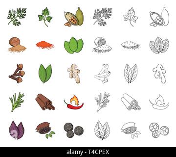 Herb and spices cartoon,outline icons in set collection for design.Different kinds of seasonings vector symbol stock  illustration. Stock Vector