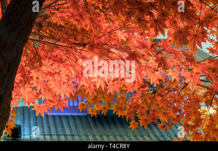 Maple artificial leaves colorful vivid on roof Stock Photo