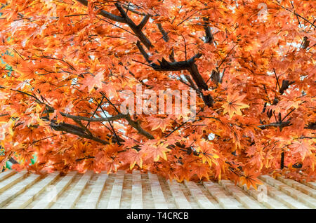 Maple artificial leaves colorful vivid on roof Stock Photo