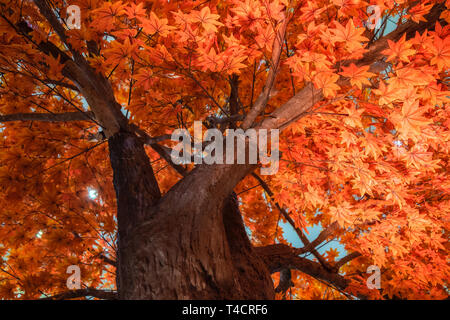 Maple artificial leaves colorful vivid in autumn Stock Photo