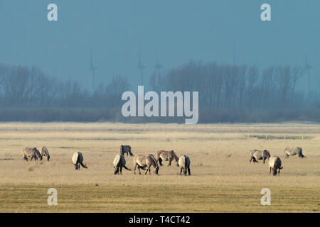 herd of conik horses on a pasture in winter Stock Photo