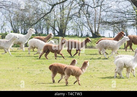 Herd of alpacas running in field at the Lakes Distillery, Setmurthy, Cumbria, Lake District, England, UK Stock Photo