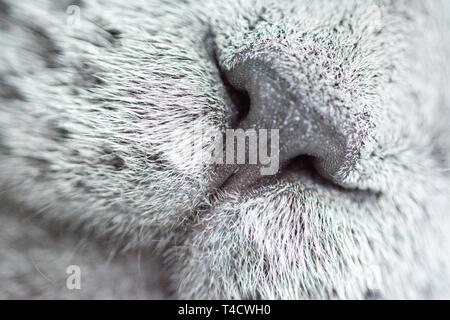 A sleepy blue russian, scottish fold cat Stock Photo