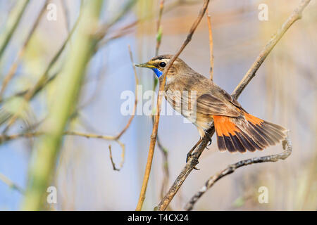 Bluethroat sits among the willow bushes fluffed tail Stock Photo