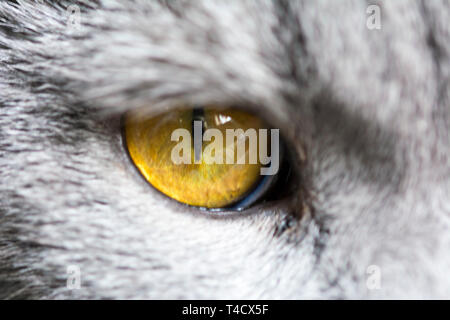 A sleepy blue russian, scottish fold cat Stock Photo