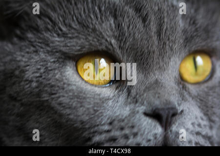 A sleepy blue russian, scottish fold cat Stock Photo