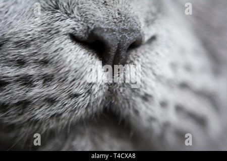 A sleepy blue russian, scottish fold cat Stock Photo