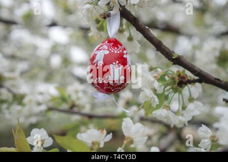 vintage Decorative red Easter egg hanging on flowering cherry tree with white flowers. Easter banner background Stock Photo