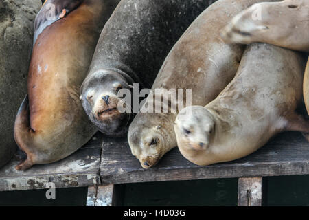 Sea lions on Santa Cruz Wharf, Santa Cruz, California, United States Stock Photo