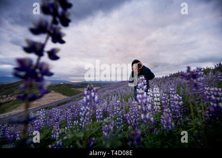 Fields of Lupine at Sunset Stock Photo