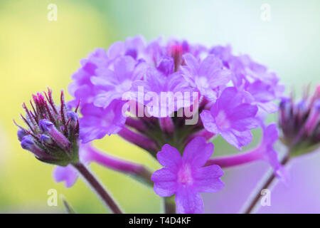 Verbena rigida, close up Stock Photo