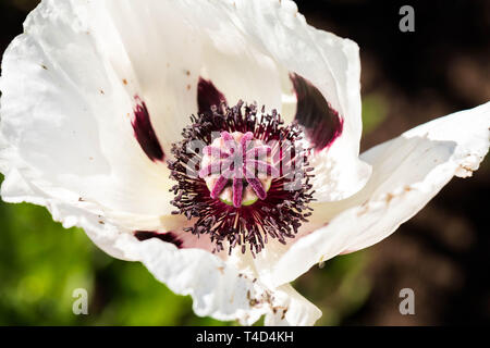 Oriental Poppy, Papaver orientale 'Black & White', Papaveraceae Stock Photo