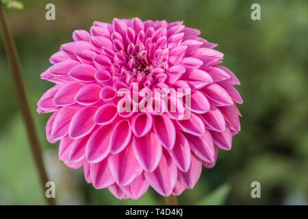 Close up picture of Dahlia Stock Photo