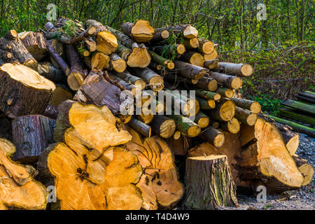 large pile of cut down tree trunks, stacked fire wood, natural background Stock Photo