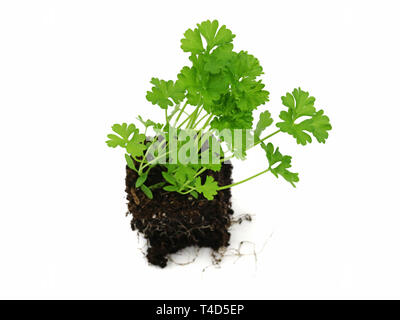 fresh young parsley with roots isolated on white background Stock Photo