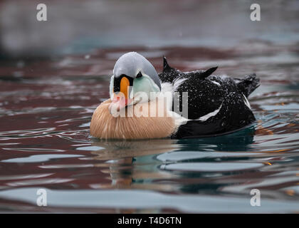Male King eider in Båtsfjord Harbour, Arctic Norway Stock Photo
