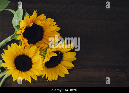 Three sunflowers on wooden background. Space to copy. Stock Photo