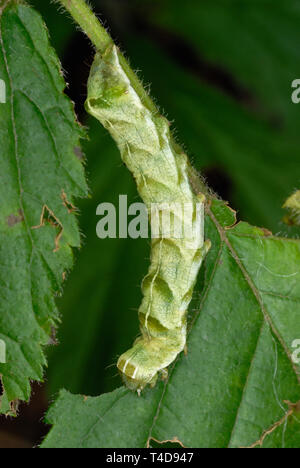 Dot Moth (Melanchra persicariae) caterpillar feeding on a hazel leaf Stock Photo