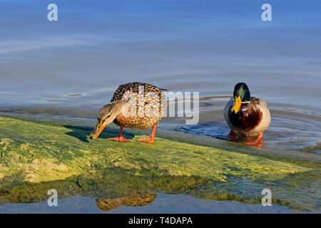 Female and male Mallard duck, Anas platyrhynchos, feeding and courting in the spring. Focus on the female bird. Stock Photo