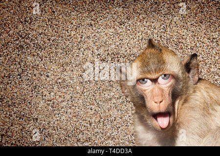 Rhesus monkey with his tongue sticking out, with human eyes and gray wall in the background - Photoshop Composing Stock Photo