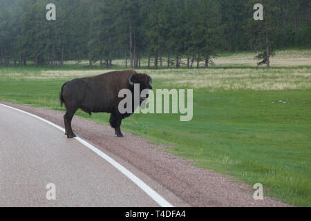 A large male bison standing on the side of a country road in the heavy rain in Wind Cave National Park, South Dakota. Stock Photo