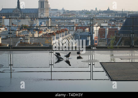 Wild urban pigons reflected in and drinking from puddle on rooftop in Paris (France). Notre Dame in distance with other roofs in evening light. Stock Photo