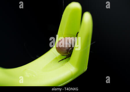 tick male and female catched with tick remover tool Stock Photo