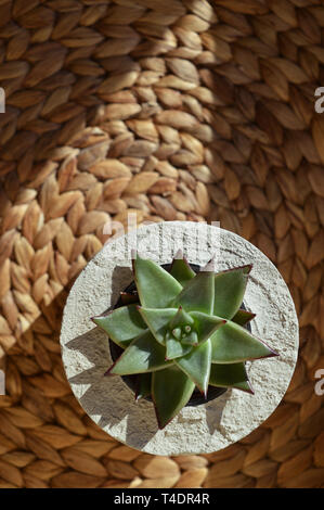 Succulents in concrete pot Stock Photo