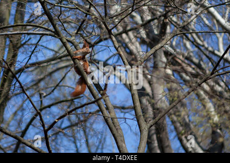 Curious red squirrel siting on tree. Stock Photo