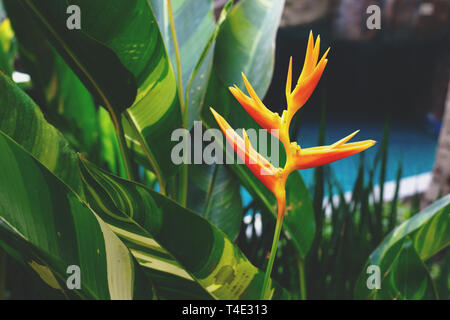 Yellow heliconia flower in the garden. Tropical summer forest view. Stock Photo