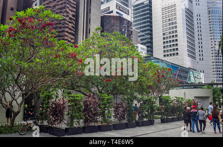 Frangipani trees with red flowers in downtown Singapore. Stock Photo