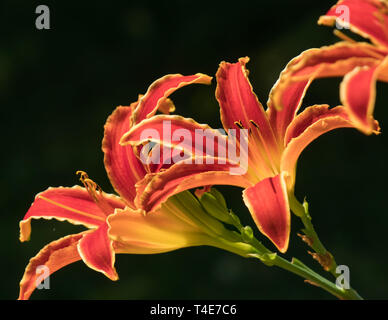 Purple and yellow lilies with black background Stock Photo