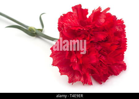 Red carnation flower head isolated on white background Stock Photo