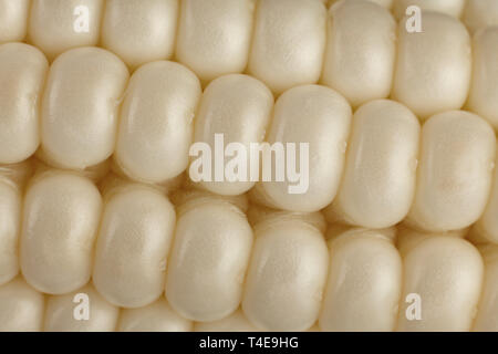 White Sweet corn vegatable closeup corn seeds background Stock Photo