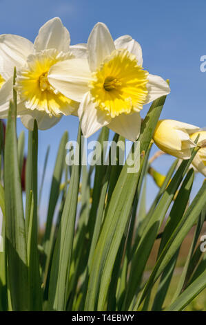 Fresh yellow daffodils (narcissus) are flowering against a blue sky on a sunny day in spring. Stock Photo